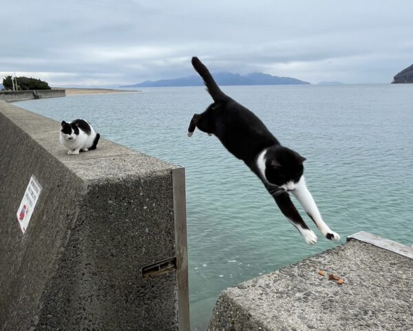 猫島行ってみました🐈